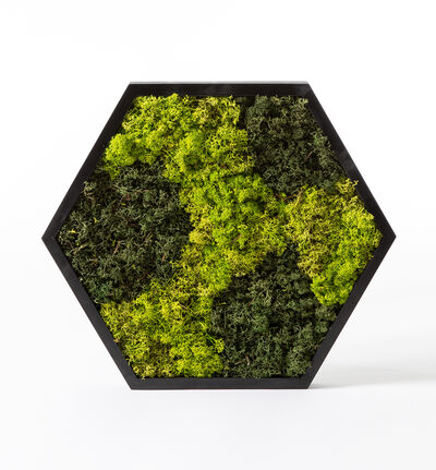 Mosebilde grønn hexagon Mosebilde grønn hexagon